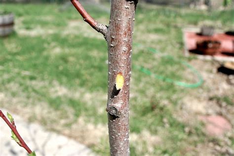 scratch test on plants|scratch test for dormant tree.